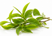 <p><strong>Green Tea Extract</strong></p>